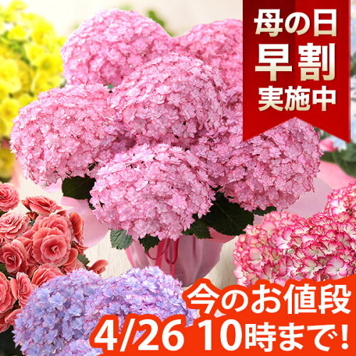 毎年楽天総合1位獲得！母の日ギフトは300種類以上！母の日はお母様に...