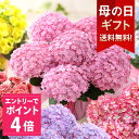 【エントリーでポイント4倍】母の日 プレゼント 花 ギフト 花鉢 鉢花 アジサイ アレンジ アレンジメント 花束 ベゴニア バラ ユリ カーネーション 送料無料 ははの日 イベントギフトC 2024 Bun…