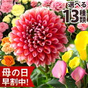 鉢 【数量限定クーポンで250円OFF】母の日 プレゼント 花 ギフト 鉢植え カリブラコア ダリア バラ カーネーション カラー カランコエ 寄せ植え 送料無料 メッセージカード付き ははの日 イベントギフトE 2024 BunBun!Bee