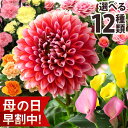 ブンブンビー(BunBun!Bee) 花の鉢植え 【早割最終日！28日まで】母の日 プレゼント 花 ギフト 鉢植え カリブラコア ダリア バラ カーネーション カラー カランコエ 寄せ植え 送料無料 メッセージカード付き ははの日 イベントギフトE 2024 BunBun!Bee