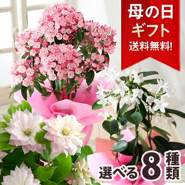 【クーポンで150円OFF】母の日 プレゼント ギフト 花 鉢植え カルミア しゃくなげ マダガスカルジャスミン クレマチス ユリ ブルーベリー 果樹鉢 鉢花 花鉢 送料無料 メッセージカード付き ははの日 イベントギフトP 2024 BunBun!Bee