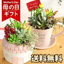 ■荒木植物園さんの観葉植物■NEW！フィロデンドロンレッドハート6号鉢植え現品販売