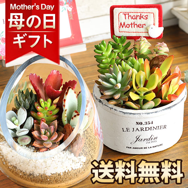 【5月11日7時まで！】母の日 プレゼント ギフト 多肉植物 寄せ植え 観葉植物 テラリウム 送料無料 メッセージカード付き ははの日 イベントギフトK6 2024 BunBun!Bee