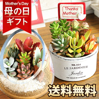 母の日 プレゼント ギフト 多肉植物 寄せ植え 観葉植物 テラリウム 送料無料 メッセージカード付き ははの日 イベントギフトK6 2024 BunBun!Bee