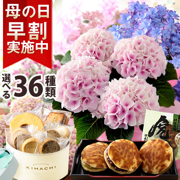 【早割＆100円OFFクーポン】母の日 プレゼント 花 ギフト 花とスイーツ セット 鉢植え アジサイ バラ お菓子 虎屋本舗 パティスリー キハチ 文明堂 なだ万 くまモナカ堂 送料無料 メッセージカード付き イベントギフトL 2024