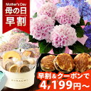 母の日 プレゼント 花 ギフト 花とスイーツ セット 鉢植え アジサイ バラ お菓子 パティスリー キハチ 虎屋本舗 文明堂 なだ万 くまモナカ堂 送料無料 メッセージカード付き ははの日 イベントギフトL 2024 BunBun!Bee