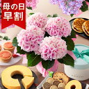 【6種の有名スイーツから選べるセット】【早割実施中！】母の日 プレゼント 花 ギフト 花とスイーツ セット 鉢植え アジサイ バラ お菓子 キハチ 虎屋本舗 文明堂 なだ万 くまモナカ堂 送料無料 メッセージカード付き ははの日 イベントギフトL 2024 BunBun Bee