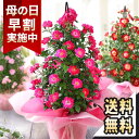 【早割最終日！28日まで】母の日 プレゼント 花 ギフト 鉢植え バラ タワー 6号鉢 花鉢 ミニバラ ローズ 薔薇 送料無料 メッセージカード付き 大きい ははの日 イベントギフトM 2024 BunBun!Bee