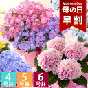 【まだ間に合う！】母の日 プレゼント 花 ギフト 鉢植え ア