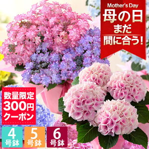 【まだ間に合う!ポイント5倍&限定クーポンで300円OFF!】母の日 プレゼント 花 ギフト 鉢植え アジサイ 4号鉢 5号鉢 6号鉢 花鉢 鉢花 あじさい 紫陽花 送料無料 メッセージカード付き 大きい サイズ ははの日 イベントギフトR 2025 BunBun!Bee