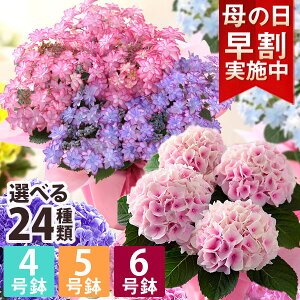 【早割実施中！】母の日 プレゼント 花 ギフト 鉢植え アジサイ 4号鉢 5号鉢 6号鉢 花鉢 あじさい 紫陽花 送料無料 メッセージカード付き 大きいサイズ ははの日 イベントギフトR 2024 BunBun!Bee