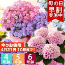 【早割実施中！】母の日 プレゼント 花 ギフト 鉢植え アジ