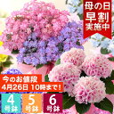 母の日 プレゼント 花 ギフト 鉢植え アジサイ 4号鉢 5号鉢 6号鉢 花鉢 あじさい 紫陽花 送料無料 メッセージカード付き 大きいサイズ ははの日 イベントギフトR 2024 BunBun!Bee