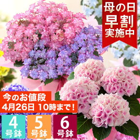 【早割実施中！】母の日 プレゼント 花 ギフト 鉢植え アジサイ 4号鉢 5号鉢 6号鉢 花鉢 あじさい 紫陽花 送料無料 メッセージカード付き 大きいサイズ ははの日 イベントギフトR 2024 BunBun!Bee