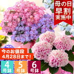 【早割最終日！28日まで】母の日 プレゼント 花 ギフト 鉢植え アジサイ 4号鉢 5号鉢 6号鉢 花鉢 あじさい 紫陽花 送料無料 メッセージカード付き 大きいサイズ ははの日 イベントギフトR 2024 BunBun!Bee