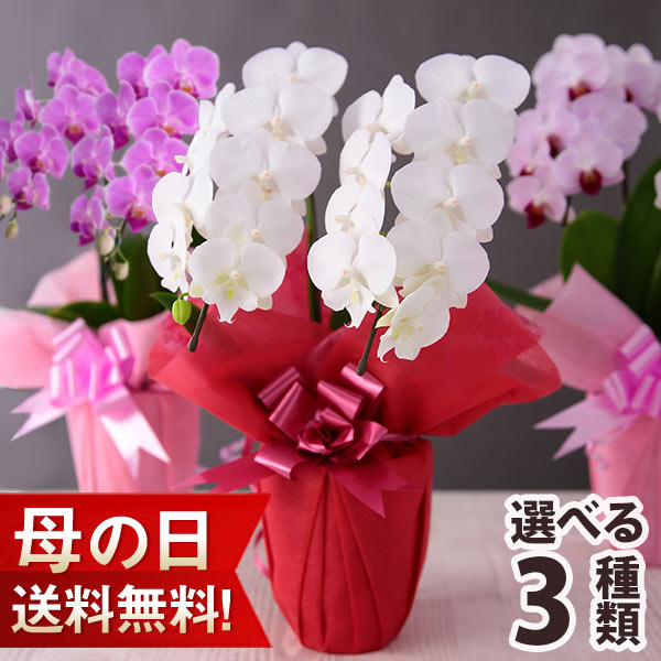 【5月11日7時まで！】母の日 プレゼント 花 ギフト 鉢植え ミディ胡蝶蘭 2本立ち 14輪以上（つぼみ込） 選べる3色 花鉢 鉢花 送料無料 メッセージカード付き ははの日 イベントギフトW 2024 BunBun!Bee