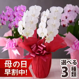 ブンブンビー(BunBun!Bee) 花の鉢植え 母の日 プレゼント【早割実施中！】花 ギフト 鉢植え ミディ胡蝶蘭 2本立ち 14輪以上（つぼみ込） 選べる3色 花鉢 鉢花 送料無料 メッセージカード付き ははの日 イベントギフトW 2024 BunBun!Bee