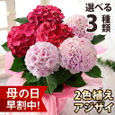 【まだ間に合う！】母の日 プレゼント 花 ギフト 鉢植え アジサイ 華やか2色植え 5号鉢 花鉢 鉢花 あじさい 紫陽花 送料無料 メッセージカード付き ははの日 イベントギフトZ 2024 BunBun!Bee