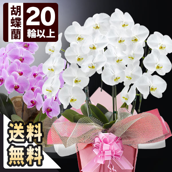 ブンブンビー(BunBun!Bee) 花の鉢植え お祝い花鉢「大輪胡蝶蘭」 3本立ち 20輪以上（つぼみ込） 選べる3色 送料無料 コチョウラン 花 フラワー ギフト 贈り物 お返し 開店祝い 開業祝い 移転 就任 昇進 誕生日 プレゼント 還暦 還暦祝い 賀寿 お中元 お歳暮