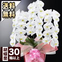 お祝い花鉢「大輪胡蝶蘭 プレミアム」 3本立ち 30輪以上(つぼみ込) 選べる4色 送料無料 コチョウラン 花 フラワー ギフト 贈り物 お返し 開店祝い 開業...