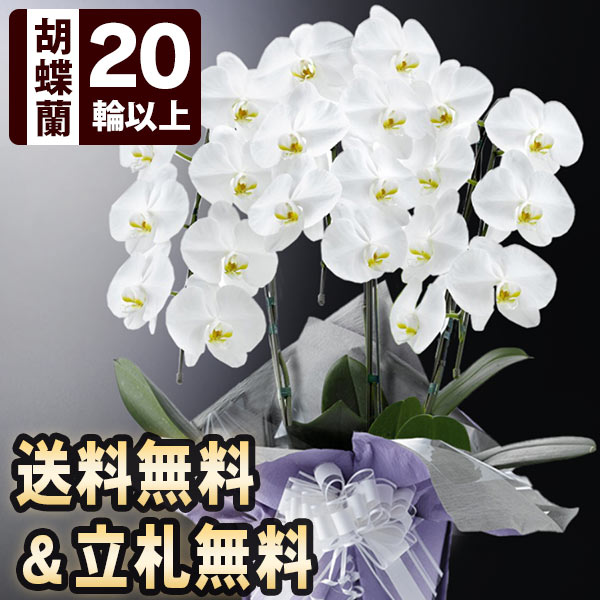 お悔やみ花鉢「大輪胡蝶蘭・白」 3本立ち 20輪以上（つぼみ込） 送料無料 コチョウラン お供え 花 お悔やみ 供花 花鉢 生花 仏花 フラワー ギフト お彼岸 お盆 法要 供養 初盆 命日 法事 お悔み 四十九日 ペット 枕花 仏事 弔事 喪中 見舞い