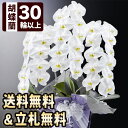 お悔やみ花鉢「大輪胡蝶蘭 プレミアム・白」 3本立ち 30輪以上(つぼみ込) 送料無料 コチョウラン お供え 花 お悔やみ 供花 花鉢 生花 仏花 フラワー ギ...