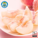 2025年 ご予約受付中 特選品!紀州の最高級ブランド桃 あら川の桃 満天桃5L(3玉入)糖度・大きさ・見た目全て満点の一級品!減農薬栽培のエコファーマー認定農...