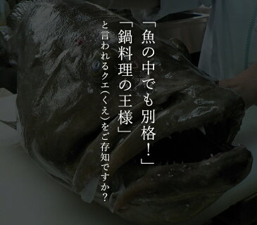 送料無料!鍋の王様 天然クエ鍋セット(くえ鍋)500g(アラ、身 各250g)約3人前紀州ゆずポン酢2本、簡単鍋レシピ付幻の魚と言われる高級魚!コラーゲンたっぷりの濃厚な美味しさ!年末年始 ギフト 誕生日