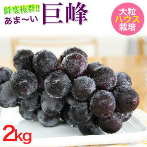 2021年ご予約開始! 鮮度抜群!朝採り巨峰2kg(4〜6房入)2020年予約販売開始!ハウス栽培糖度18〜20度!大変みずみずしく、甘さたっぷりの大粒ぶどう