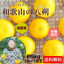 和歌山の八朔(ハッサク)約5kg減農薬・有機肥料栽培【送料無...