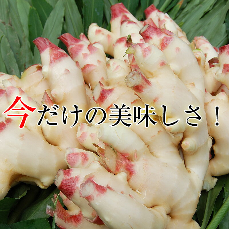 【エントリーでポイント10倍】2026年 ご予約受付中 新生姜（和歌山県産）たっぷり...