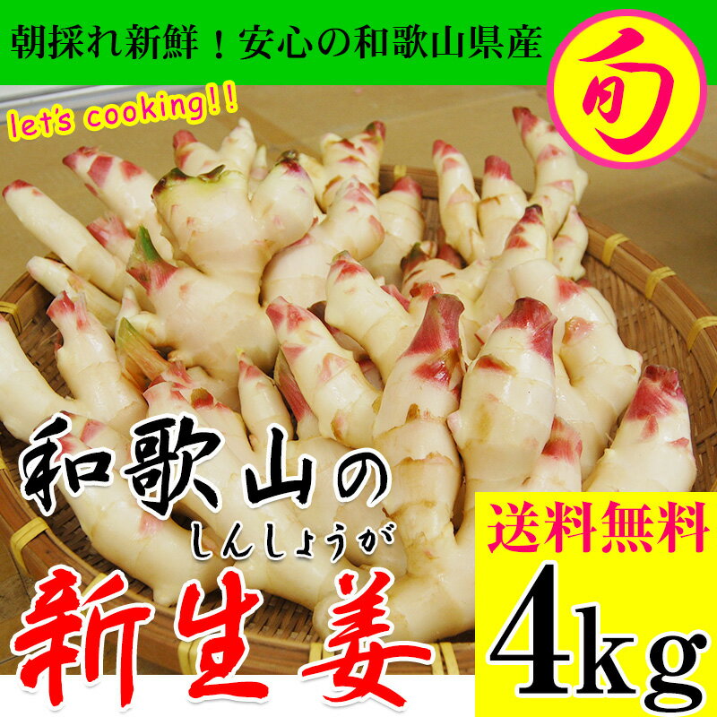 【エントリーでポイント10倍】2026年 ご予約受付中 新生姜（和歌山県産）たっぷり...