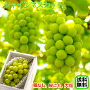 【早割特価!終了後4,980円】2025年 ご予約開始 シャインマスカット 約500g(1房入)【送料無料】※一部地域を除く大粒・種なし・皮ごと食べれる美味しいぶどう!糖度驚きの17度以上!葡萄 ブドウ ぶどう ハウス栽培 高糖度