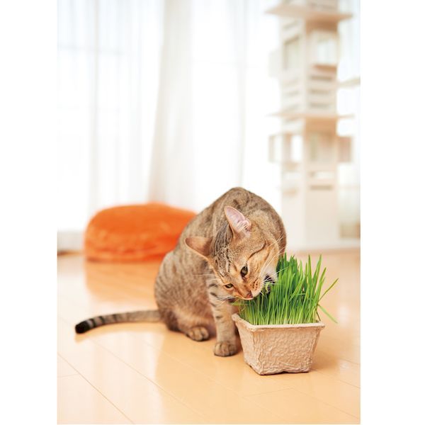 �����९�ꥨ���� 4540013200036 GREEN Labo Dog �� Cat grass soil ����ǭ����������κ������� 3L