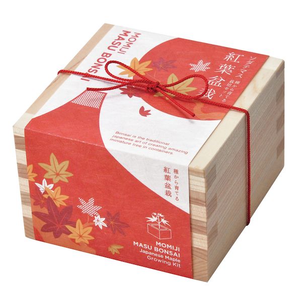 翌日出荷 直送 代引不可・他メーカー同梱不可 聖新陶芸 4528757037125 ソダテマス 盆栽セット もみじ GD-84603【キャンセル不可】