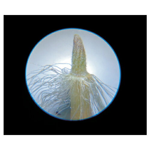 アーテック キラキラポンポンバトン ゴールドシルバー