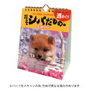 【10%OFFクーポン】アクティブコーポレーション 2026年版 卓上カレンダー だってシバだもの。 柴犬 森田米雄 メーカー品番26ACL-566
