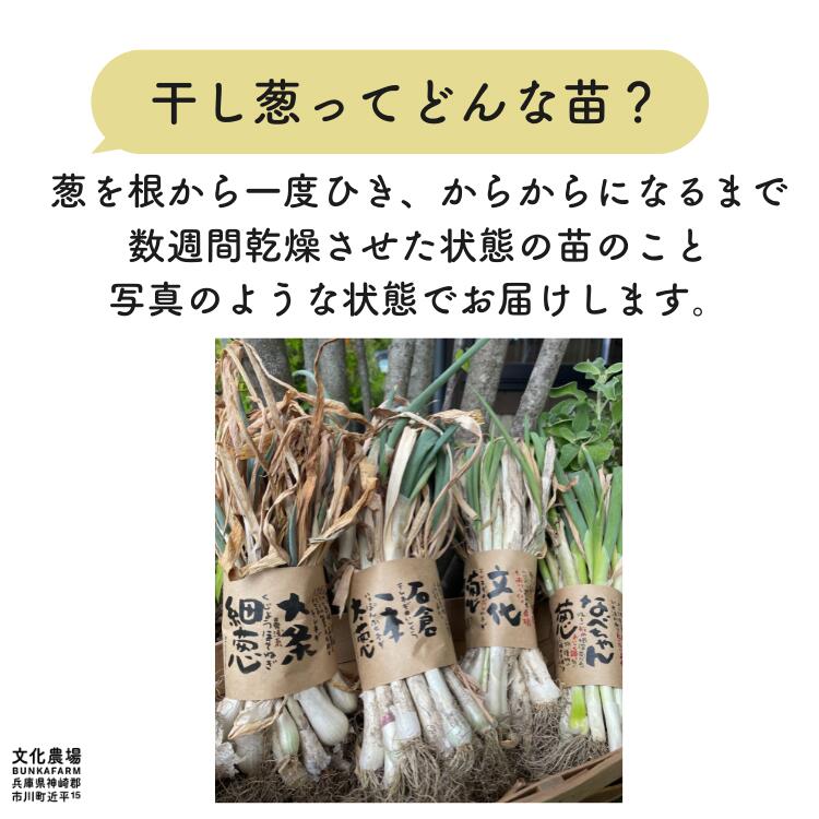 （干し葱苗）文化葱干しねぎ,ねぎ,特産葱,根深葱,鍋,野菜苗,葱苗,冬野菜苗,秋野菜苗