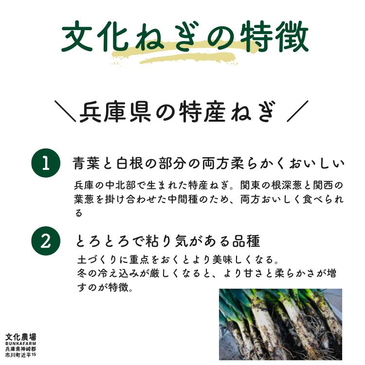 （干し葱苗）文化葱干しねぎ,ねぎ,特産葱,根深葱,鍋,野菜苗,葱苗,冬野菜苗,秋野菜苗