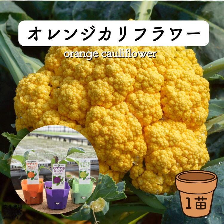 オレンジカリフラワー苗カリフラワー苗,秋野菜苗,カリフラワー,家庭菜園,キッチンガーデン,ポタジェ,プランターガーデニング,プランター栽培,プランター菜園のサムネイル