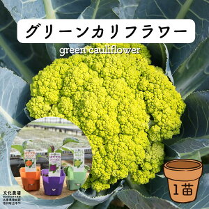 グリーンカリフラワー苗カリフラワー苗,秋野菜苗,カリフラワー,家庭菜園,キッチンガーデン,ポタジェ,プランターガーデニング,プランター栽培,プランター菜園