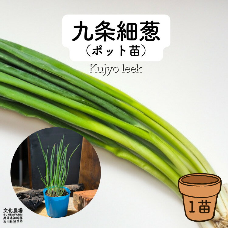 九条細葱固定種,伝統野菜,野菜苗,冬