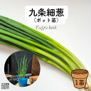 九条細葱固定種,伝統野菜,野菜苗,冬野菜,育てやすい野菜,初心者むけ,家庭菜園,薬味葱,小葱,葱苗 その1