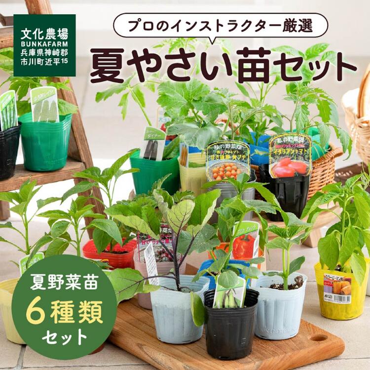 プランター菜園｜夏休みの観察に！7月に植える種や苗（野菜）のおすすめは？