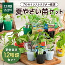 商品情報サイズ9cmポットサイズ付属・野菜の受付方法・育て方のコツの2点も付属注意モニター発色の具合により色合いが異なる場合がございます。夏野菜苗12種セット夏野菜苗,農場直送苗,ミニトマト苗,なす苗,ズッキーニ苗,オクラ苗,ししとう苗,ピーマン苗,パプリカ苗,希少品種苗,家庭菜園 農場直送で厳選した苗をお届け　 文化農場お任せの季節のサラダ野菜3種をお届けします。どのような苗が届くのかもお楽しみに。 8