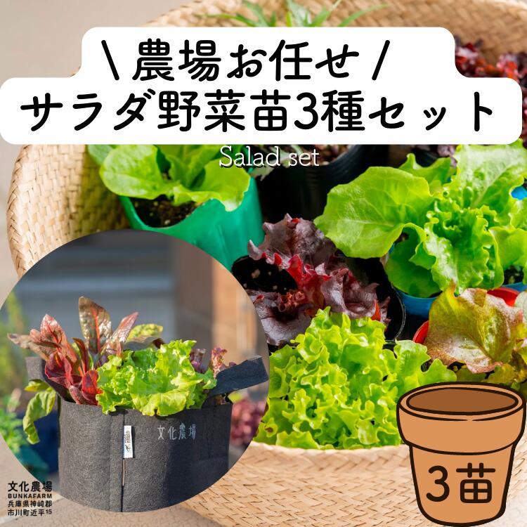 農場厳選の季節のサラダ野菜3種レタス,野菜苗,家庭菜園初心者,はじめての家庭菜園,レタス苗,サラダ野菜,プランター菜園,サラダ苗,寄せ植え