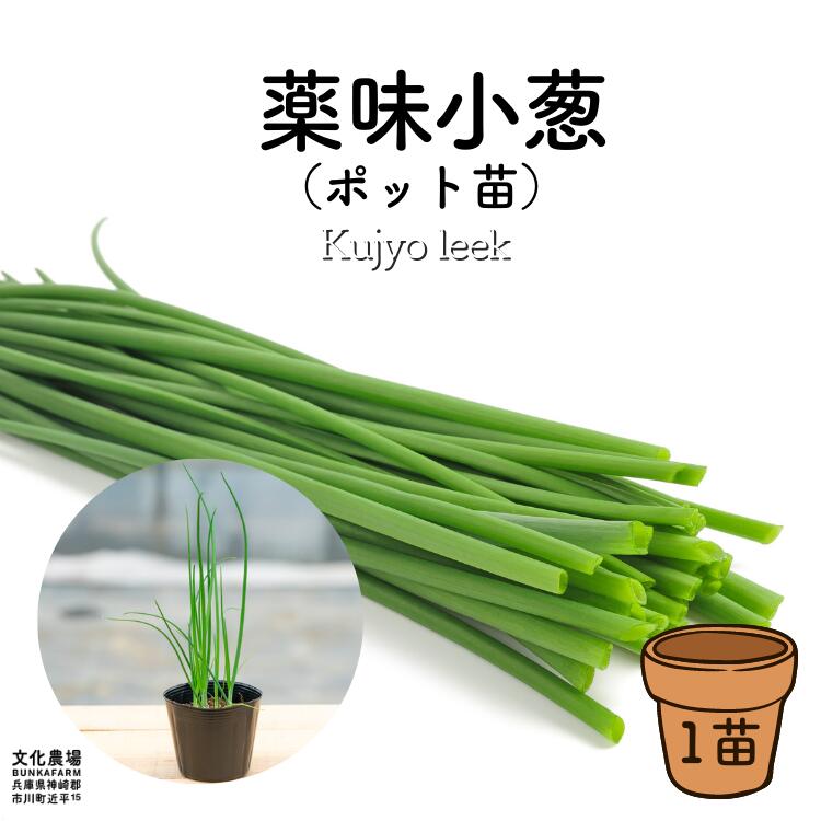 薬味小葱薬味ねぎ,野菜苗,薬味,育てやすい野菜,初心者むけ,家庭菜園,薬味葱,小葱,葱苗,プランター栽培