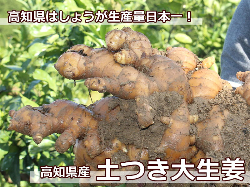 高知県産土付き大しょうが4キロ【生姜・ショウガ】