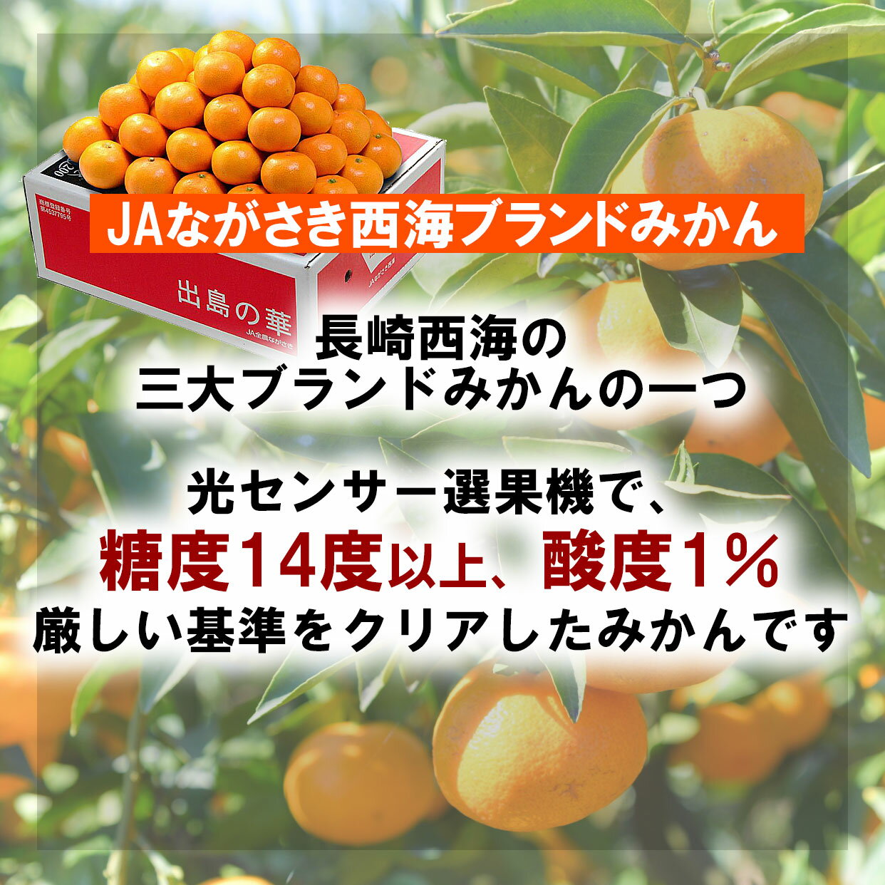 サンプル画像3
