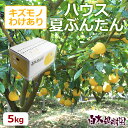 ハウス夏ぶんたん約5kg